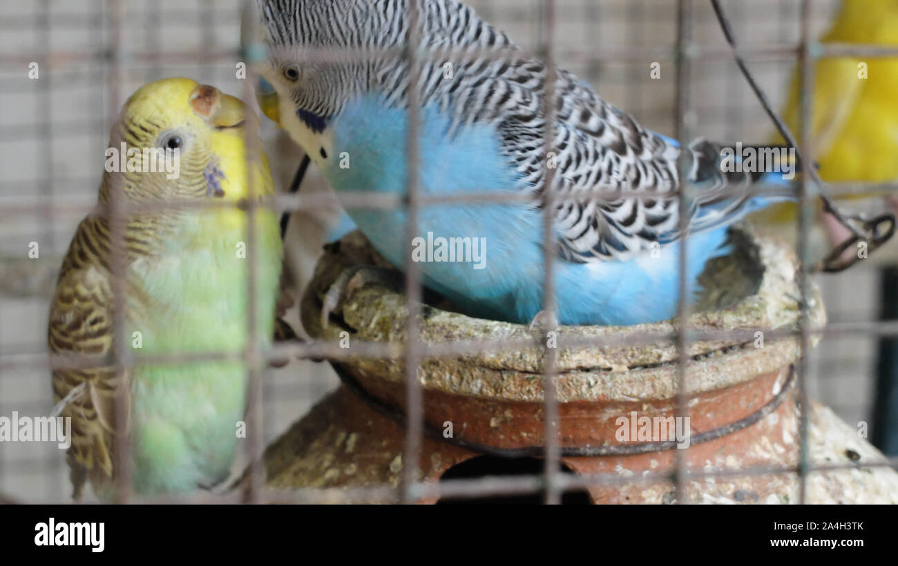 Blue and yellow green budgies kept as pet in a large cage in an Indian