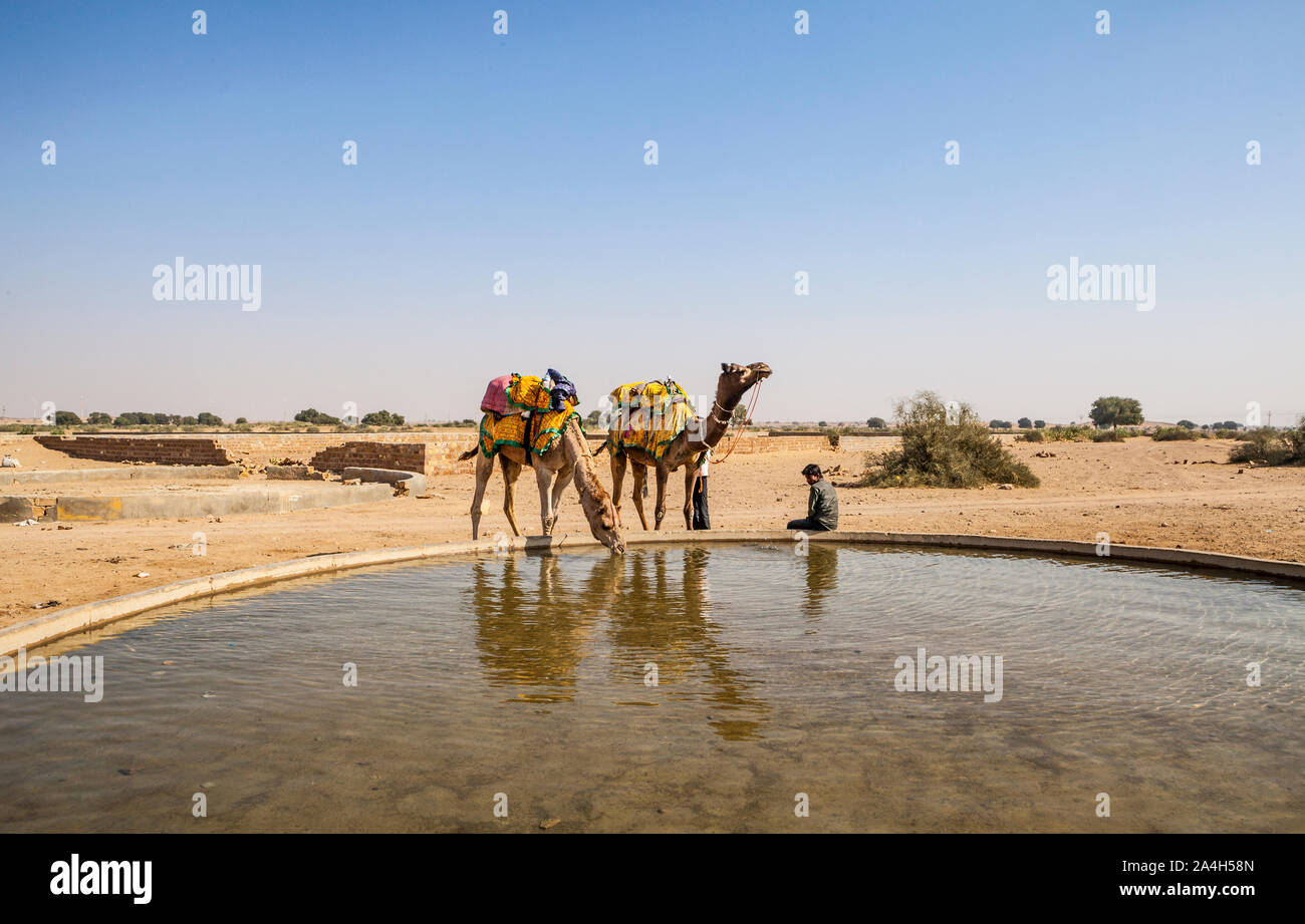 Camels take in some water at a small village (Kanoi)  in the Thar Desert of Western Rajasthan, India. Stock Photo