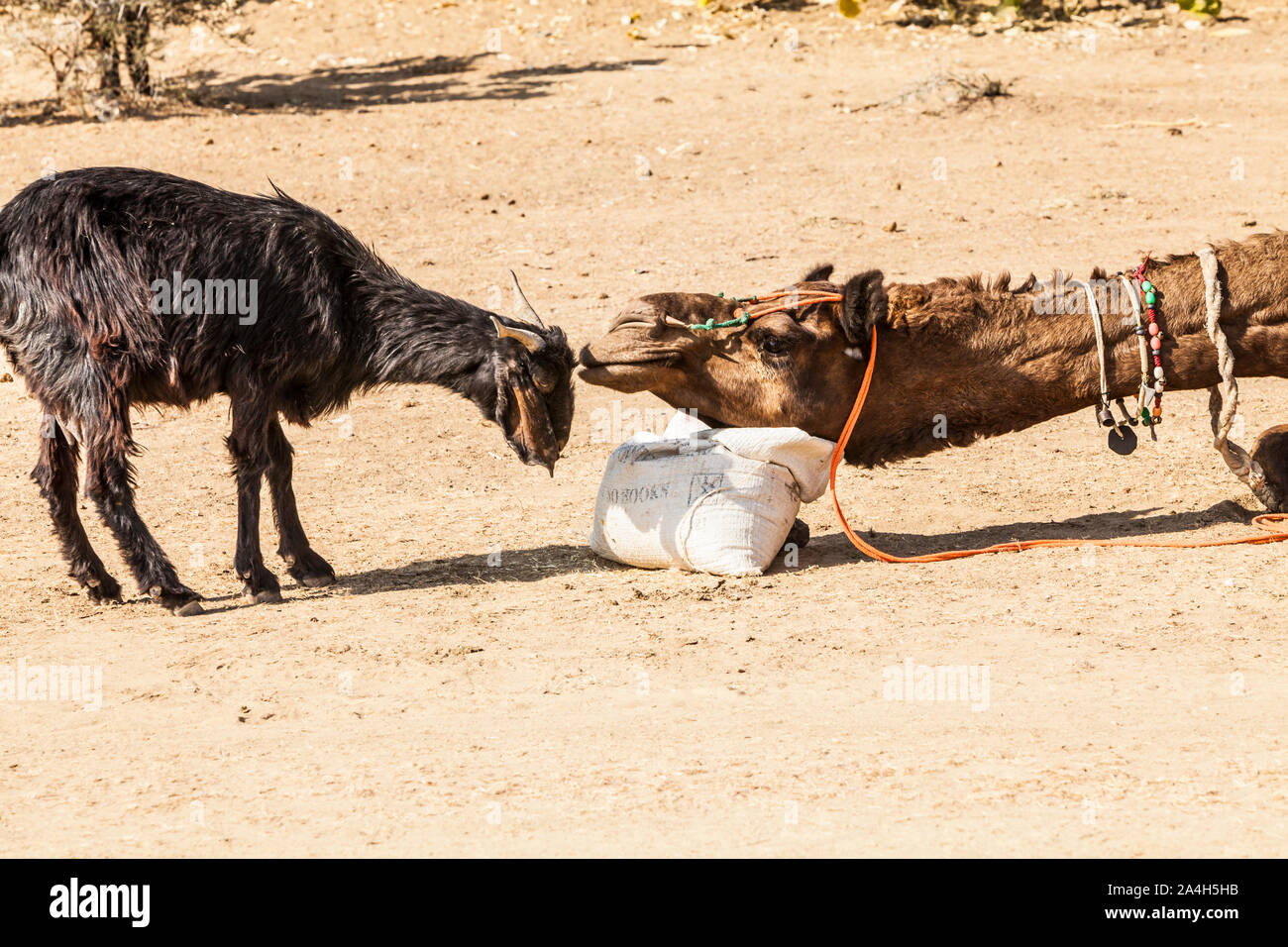 A camel defends his food sack from an encroching goat near Kanoi village in Western Rajasthan, India, The Thar Desert. Stock Photo