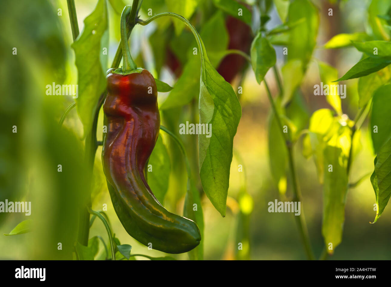 Paprika garden plant harvest not field hires stock photography and