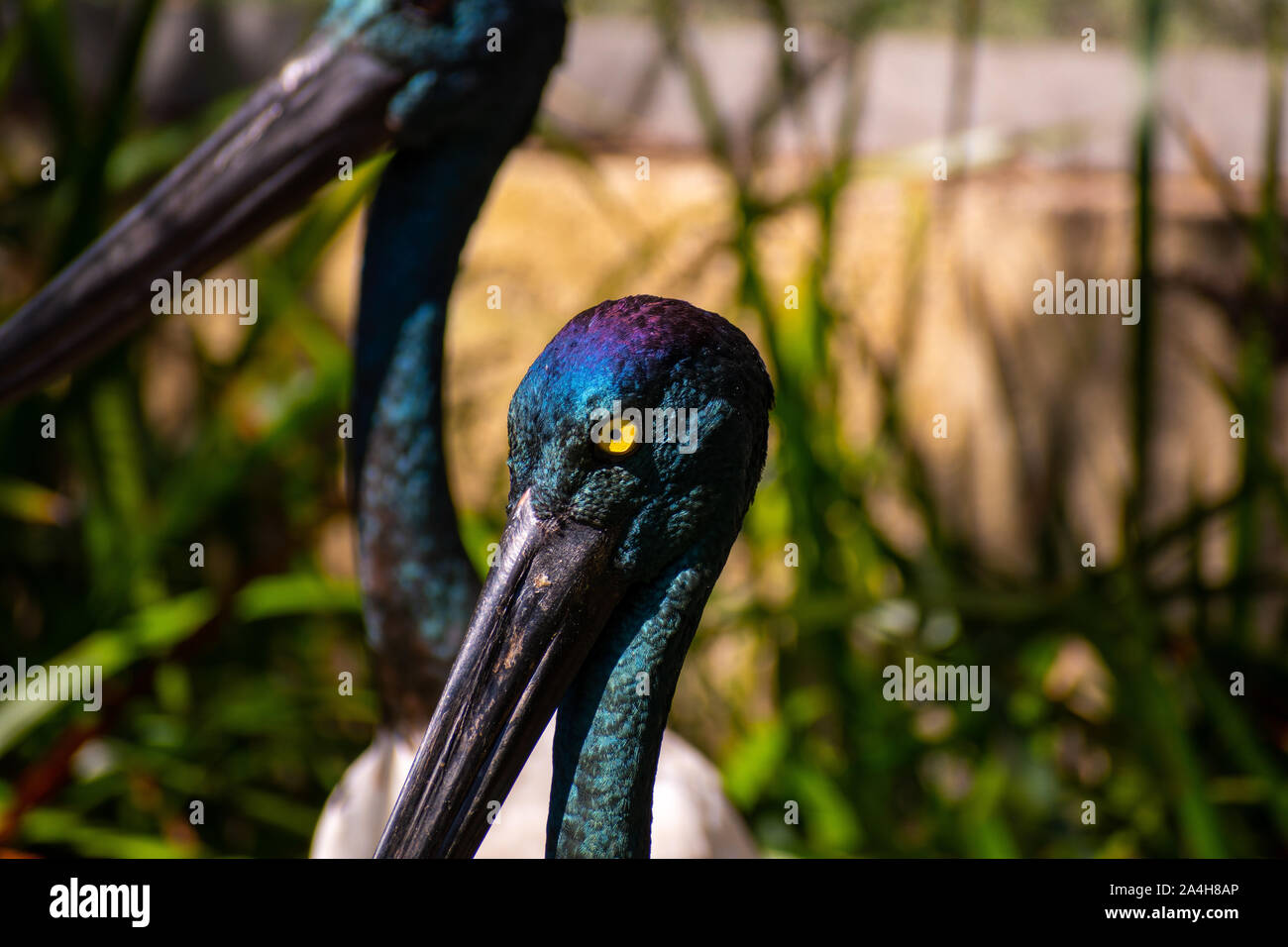 Macro closeup photo of glossy ibis bird with yellow eyes and long beak Stock Photo