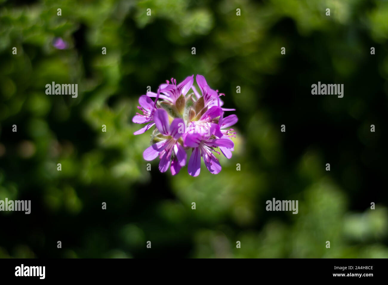 Close-up photo of purple flower over blurred background Stock Photo