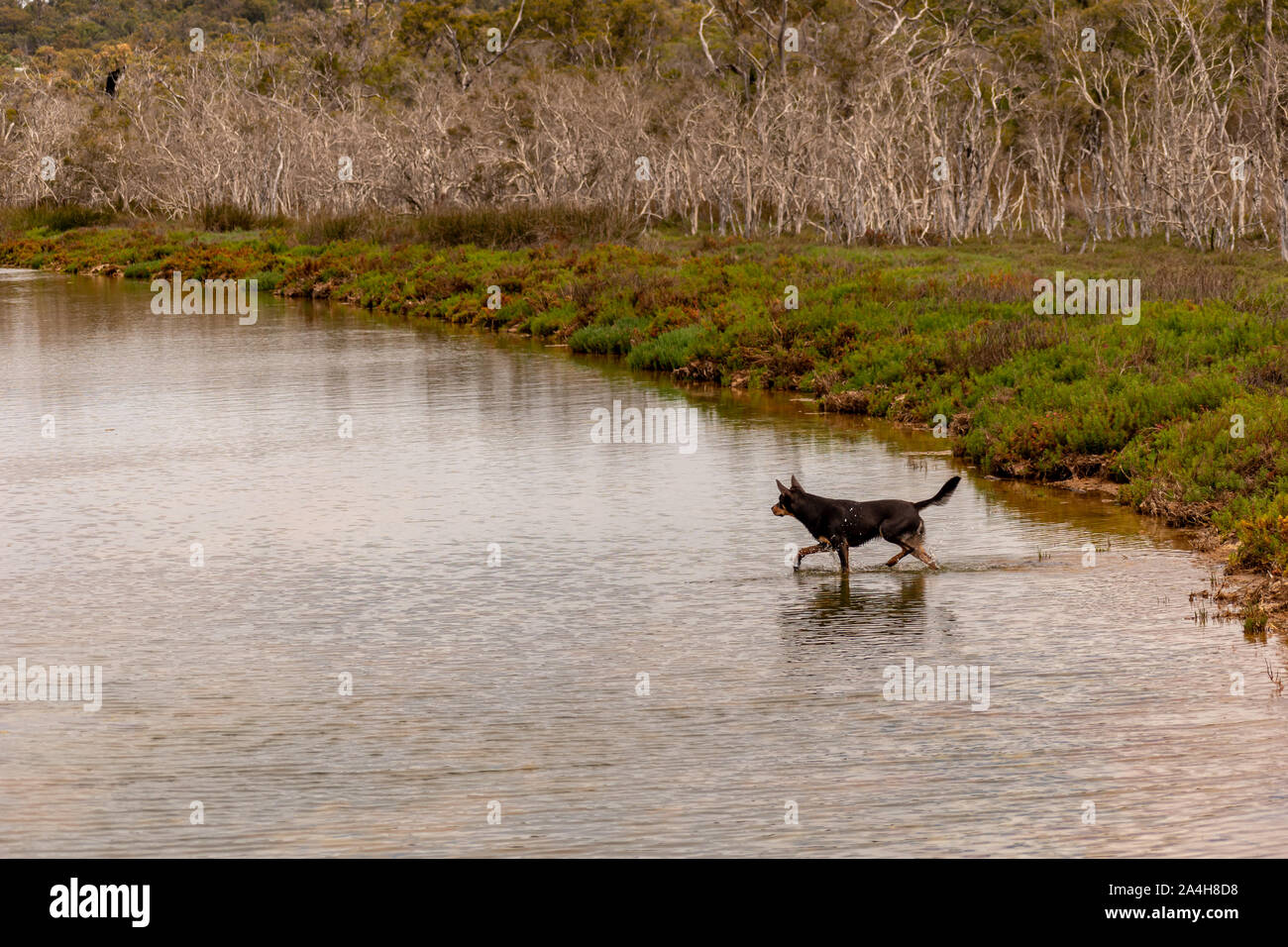 Dog playing with fishes in the water by a lake Stock Photo