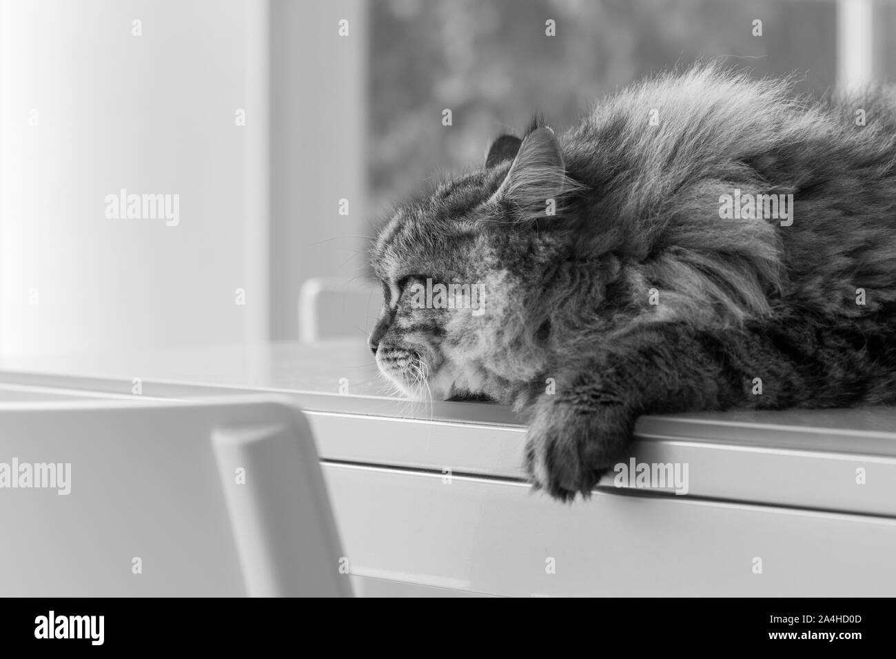 Long haired cat in relax indoor, siberian purebred domestic animal Stock Photo Alamy