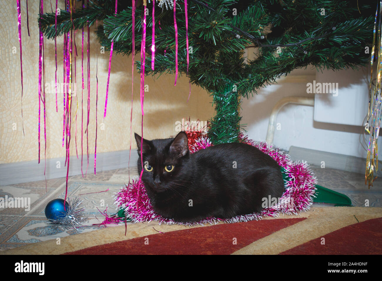 Black cat in christmas tree 2025