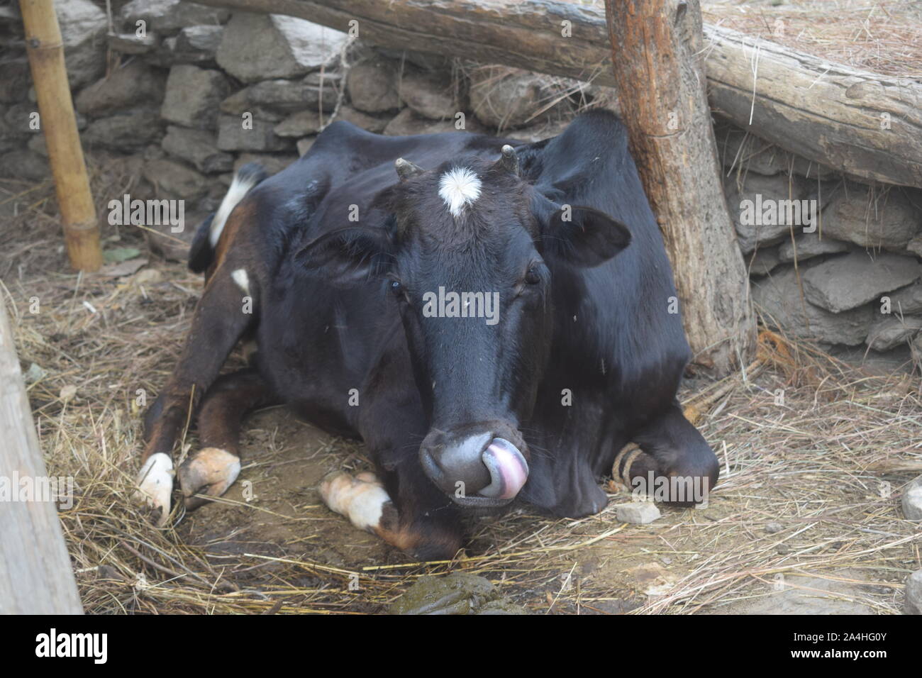 Rural local farming cow hi-res stock photography and images - Alamy