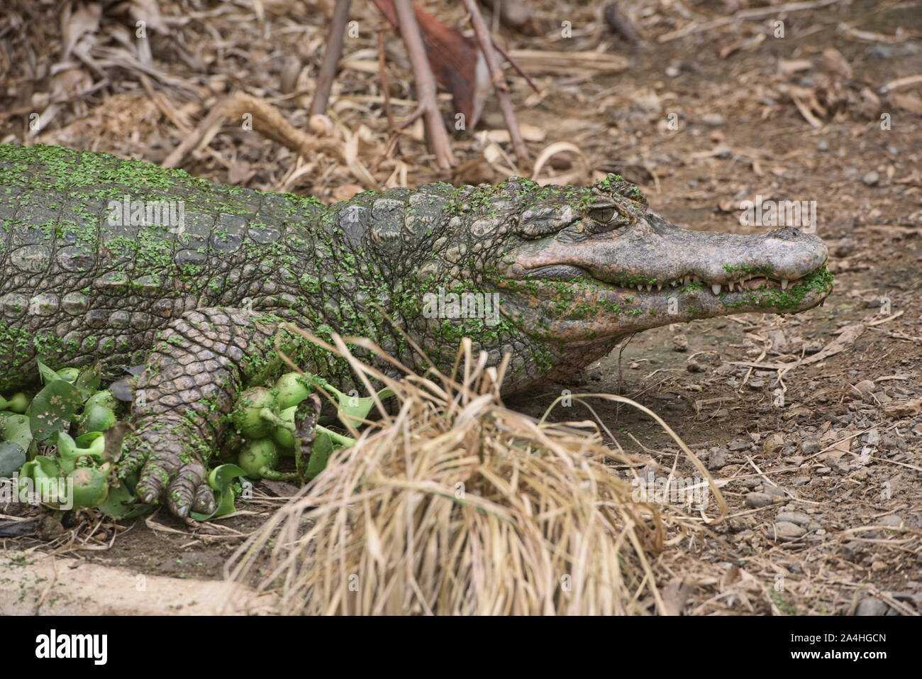 Black caiman (Melanosuchus niger), Ecuador Stock Photo