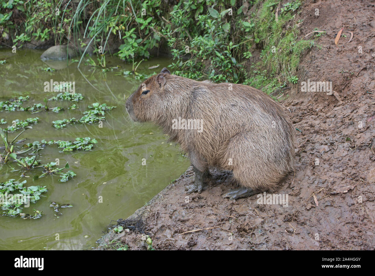 Capybara (Hydrochoerus hydrochaeris), the world's largest living rodent, Ecuador Stock Photo