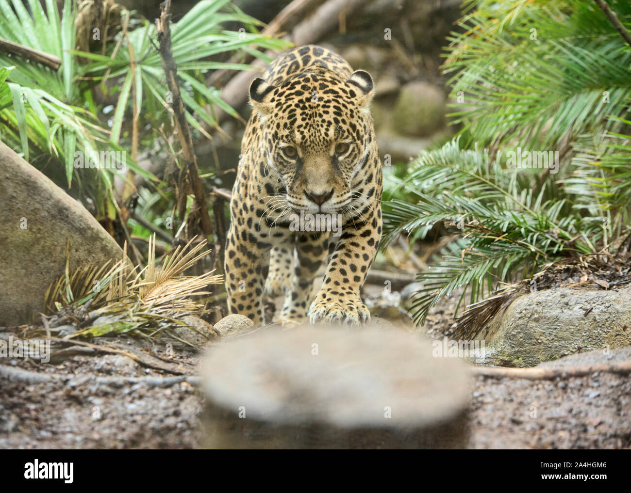 Jaguar (Panthera onca), Ecuador Stock Photo