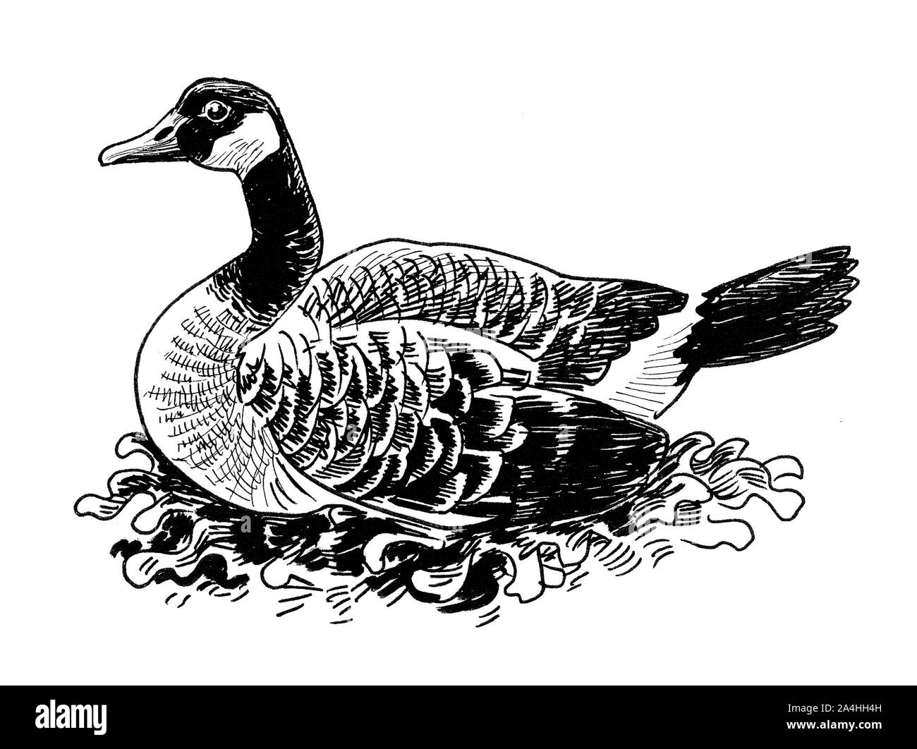 Wild Canadian goose bird. Ink black and white drawing Stock Photo - Alamy