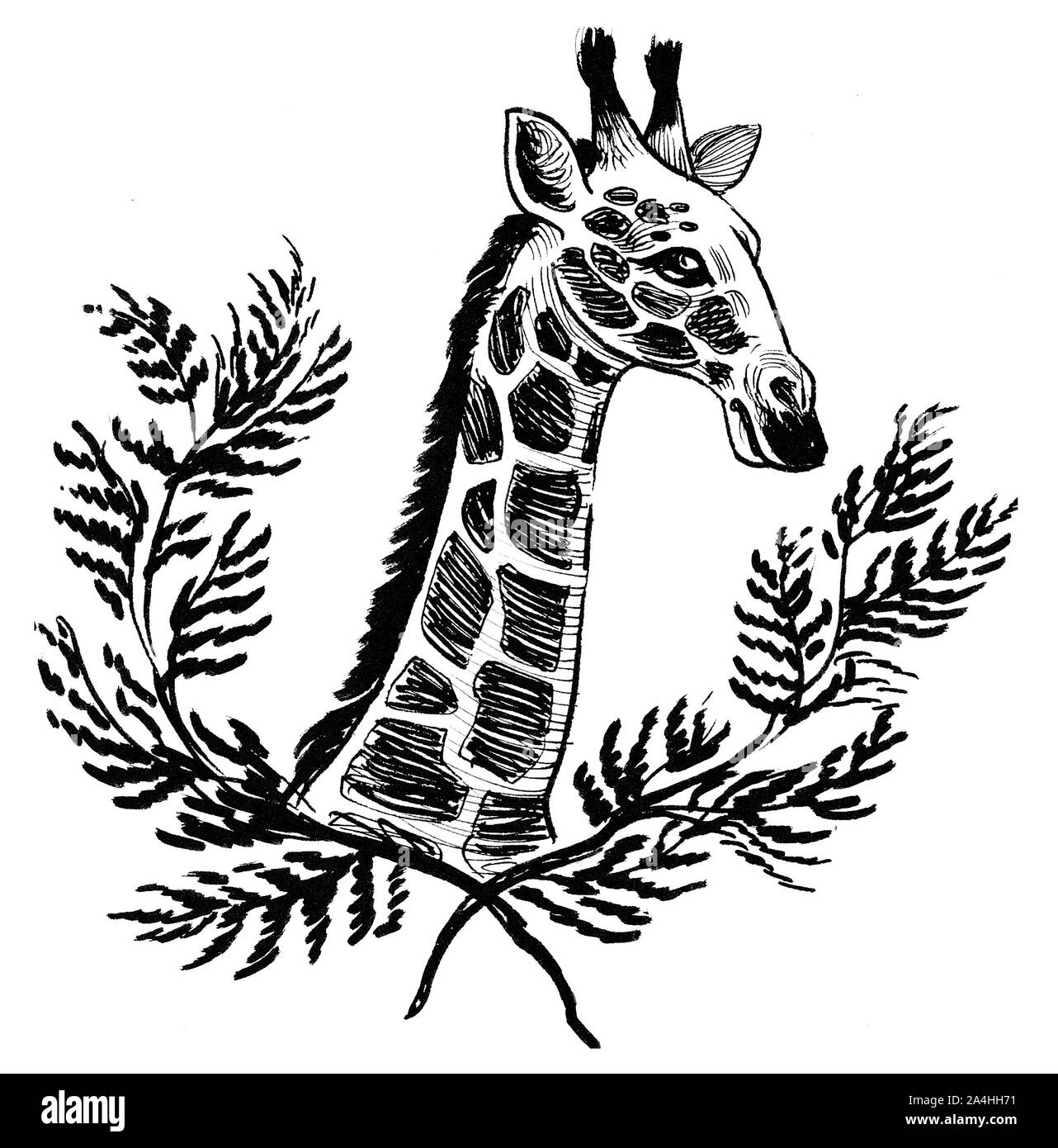Giraffe head and neck with tree branches. Ink black and white drawing Stock Photo