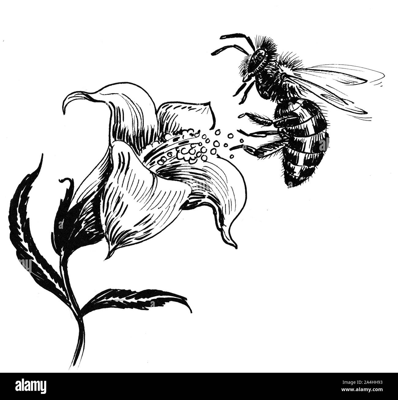 Bee and the flower. Ink black and white drawing Stock Photo - Alamy