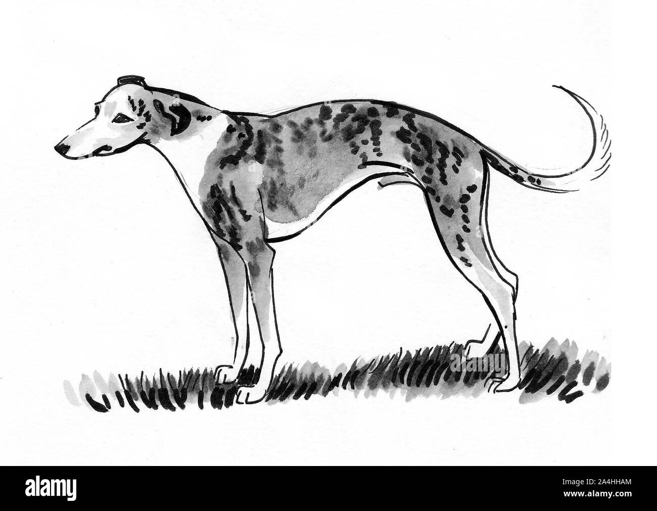 Hound dog. Ink and watercolor illustration Stock Photo - Alamy