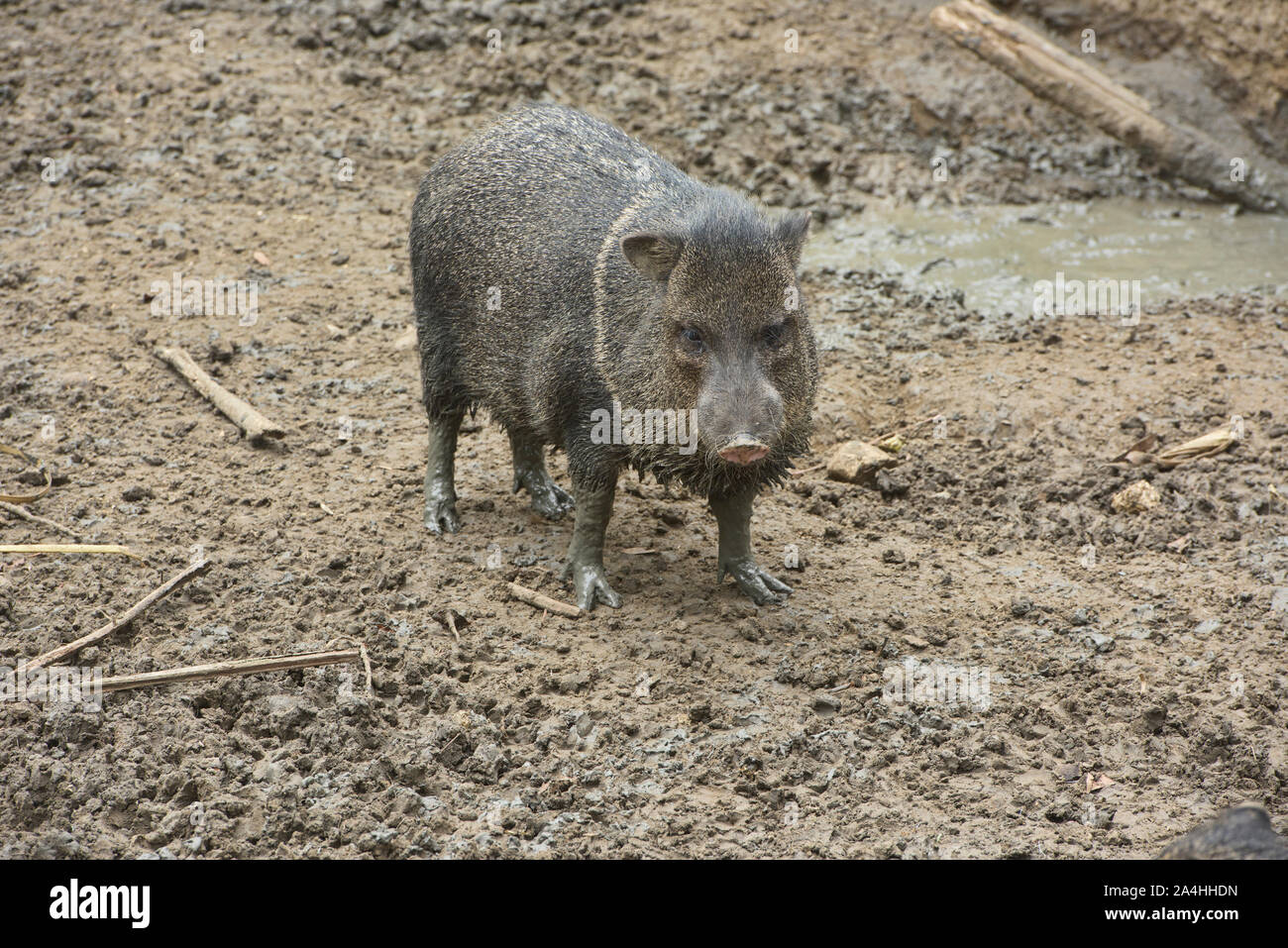 Collared peccary (Pecari tajacu), Ecuador Stock Photo