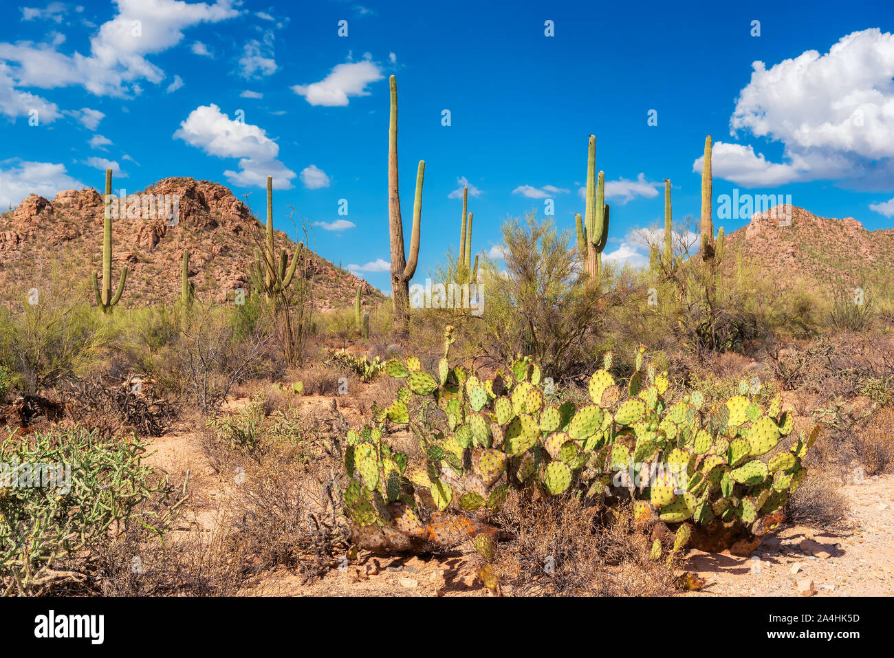 Sunset at giant Saguaro cactus Stock Photo - Alamy