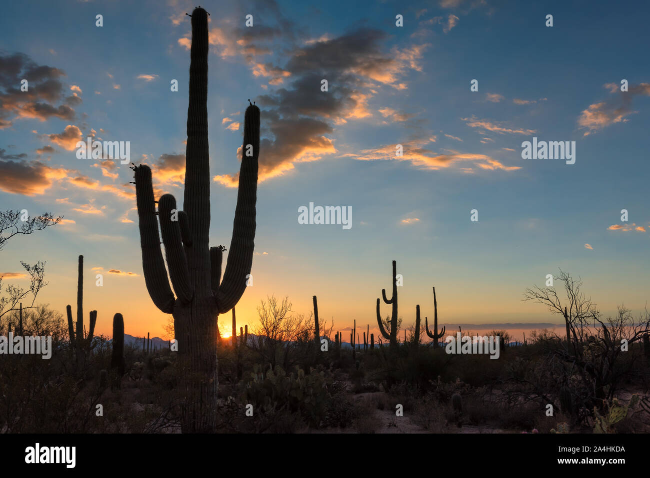 Giant Saguaro cactus at sunset in Sonoran desert, Phoenix, Arizona ...