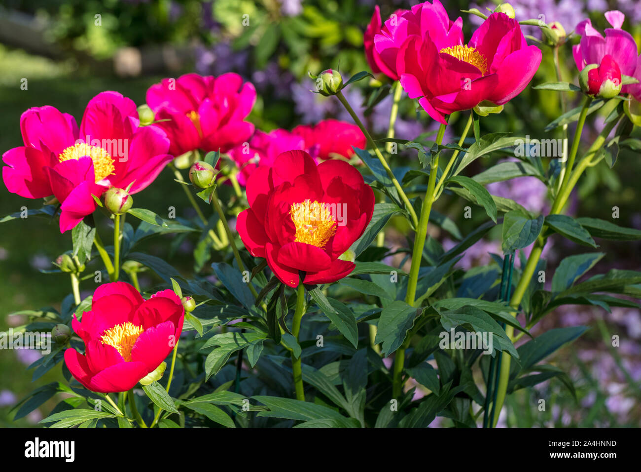 'Scarlett O’Hara' Common garden peony, Luktpion (Paeonia officinalis x Paeonia lactiflora) Stock Photo