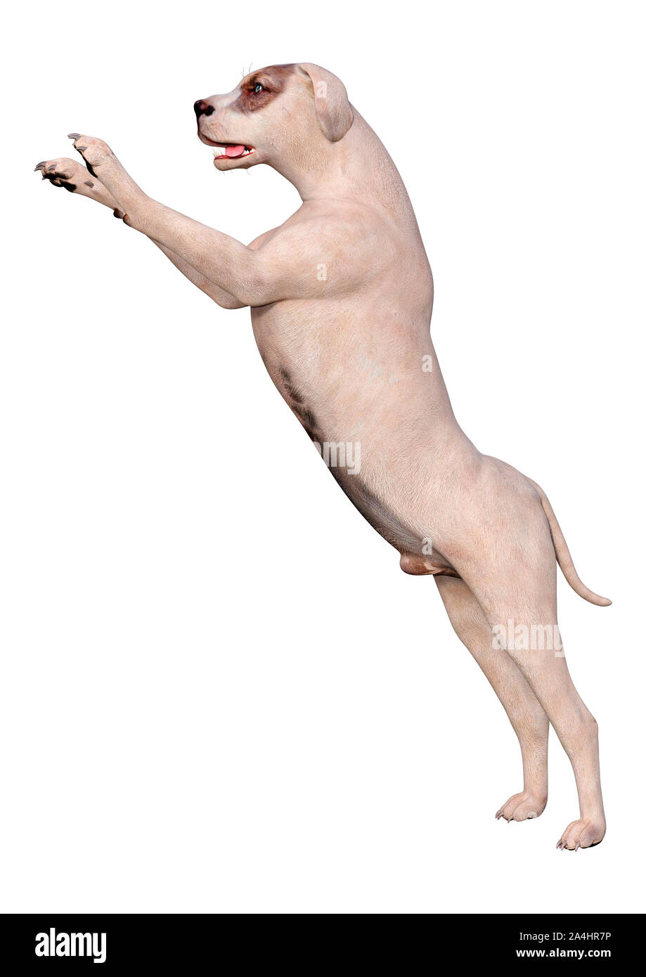 3D rendering of a crossbreed dog isolated on white background Stock ...