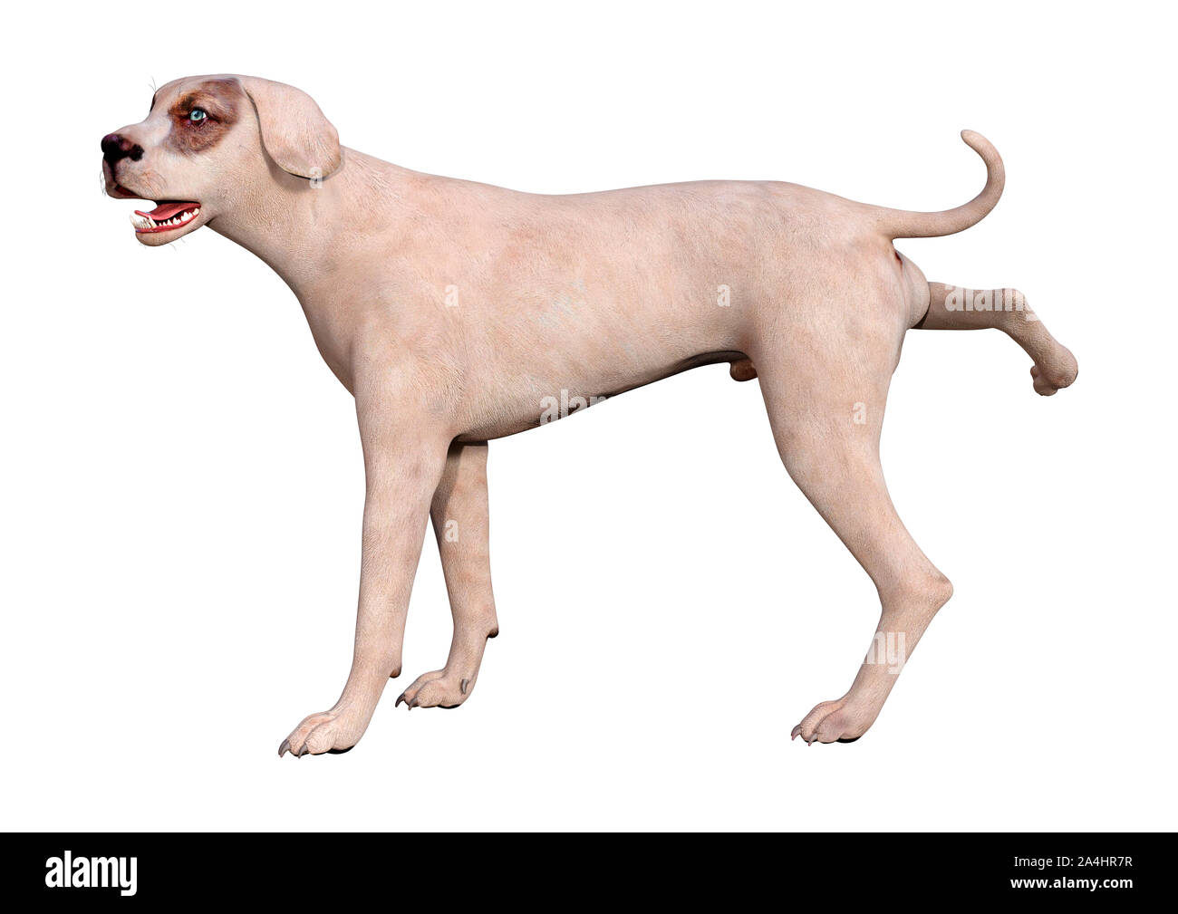 3D rendering of a crossbreed dog isolated on white background Stock ...