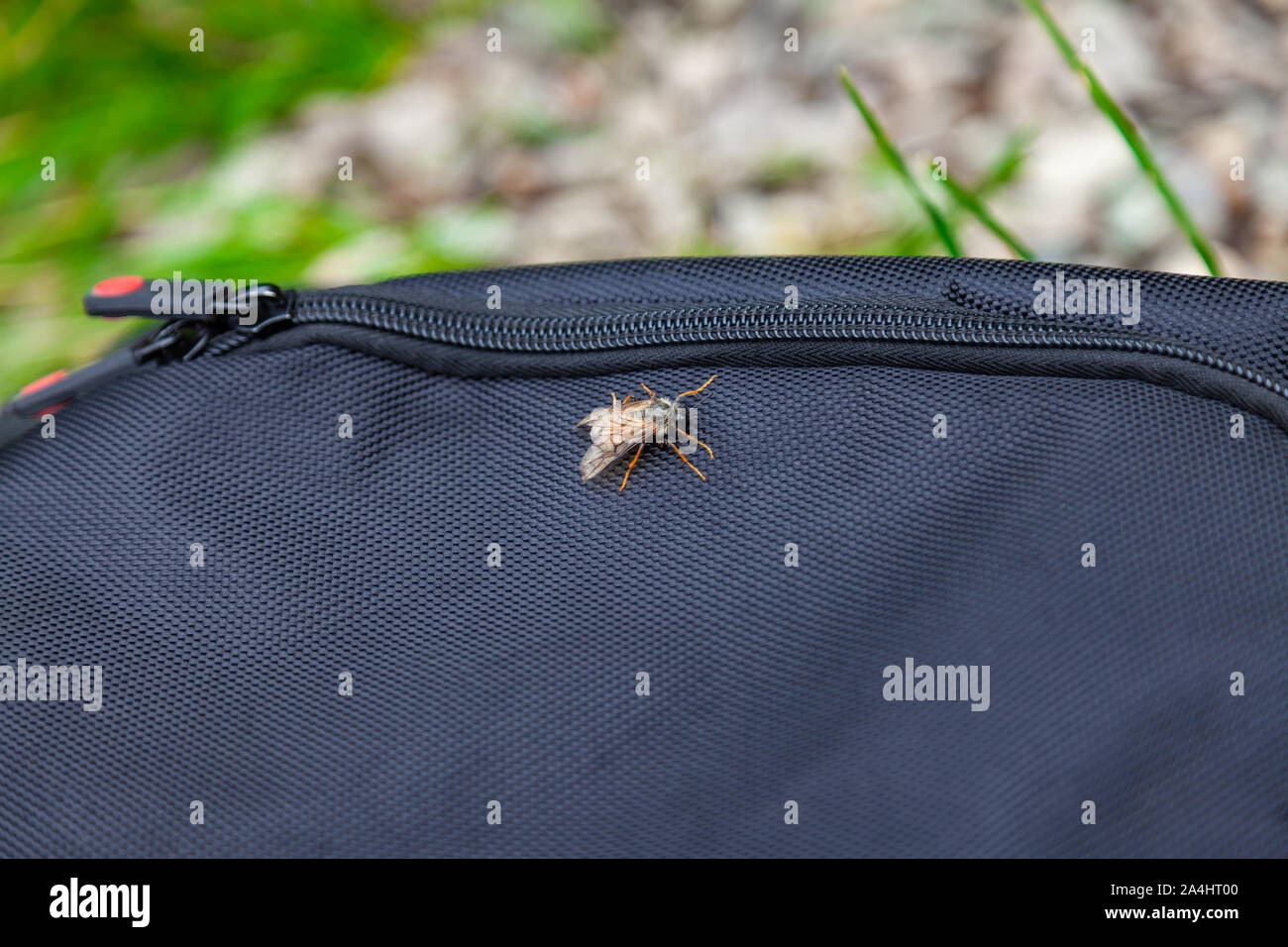 A dangerous harmful insect is a gadfly that transfers infectious