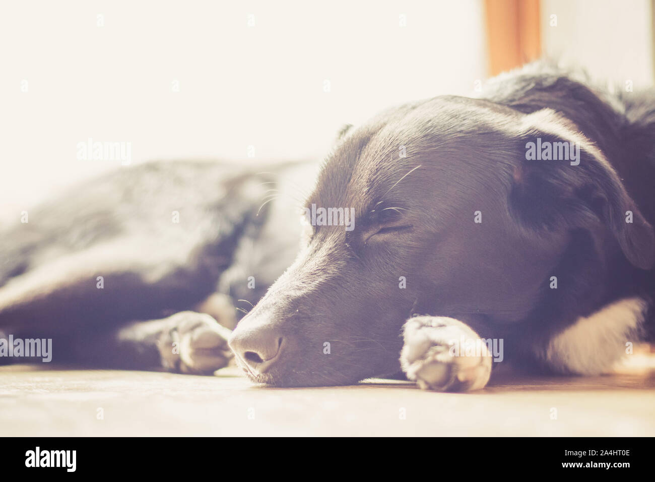 Cute black dog is lying on the floor and relaxing Stock Photo - Alamy