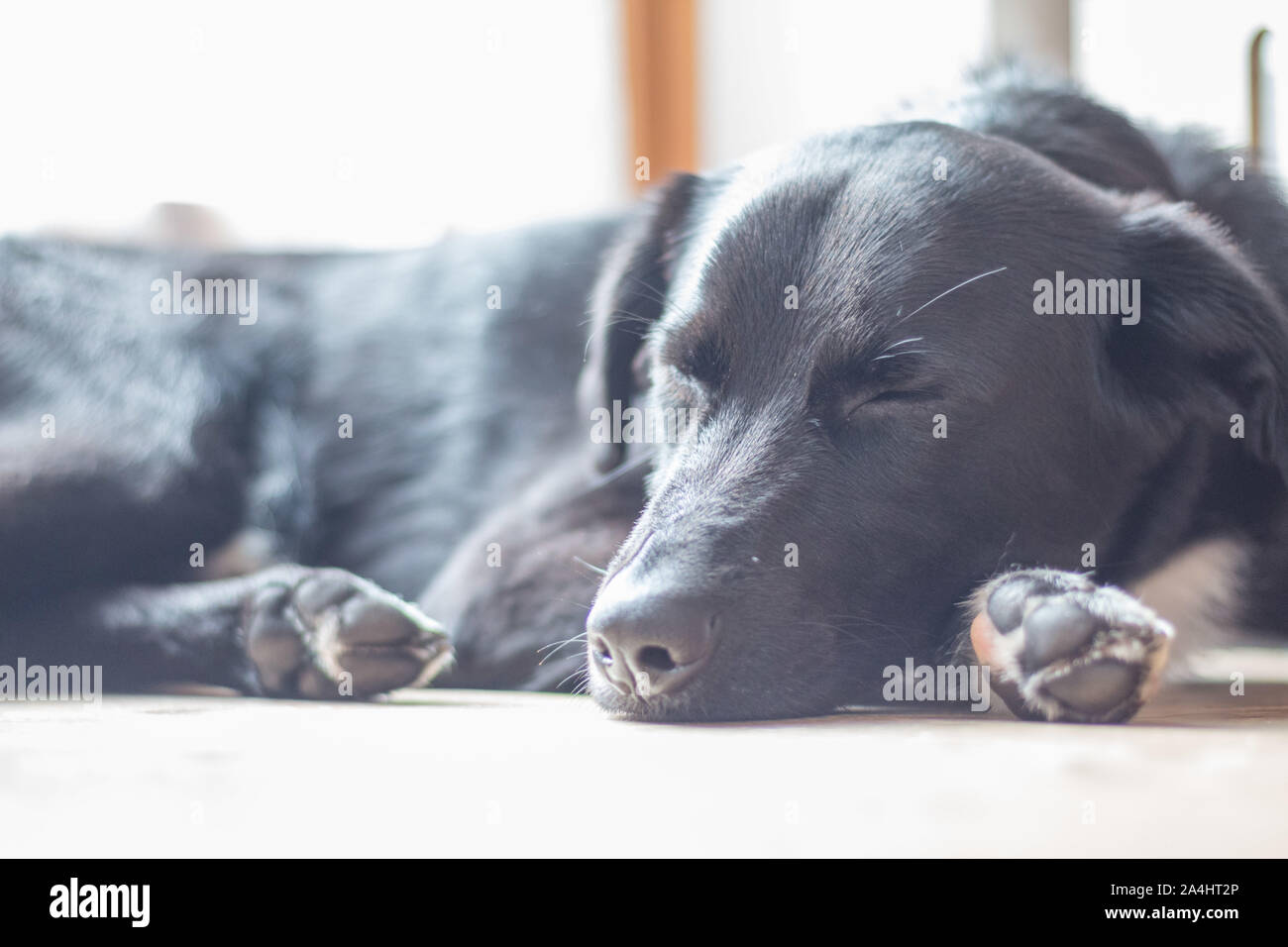 Cute black dog is lying on the floor and relaxing Stock Photo - Alamy