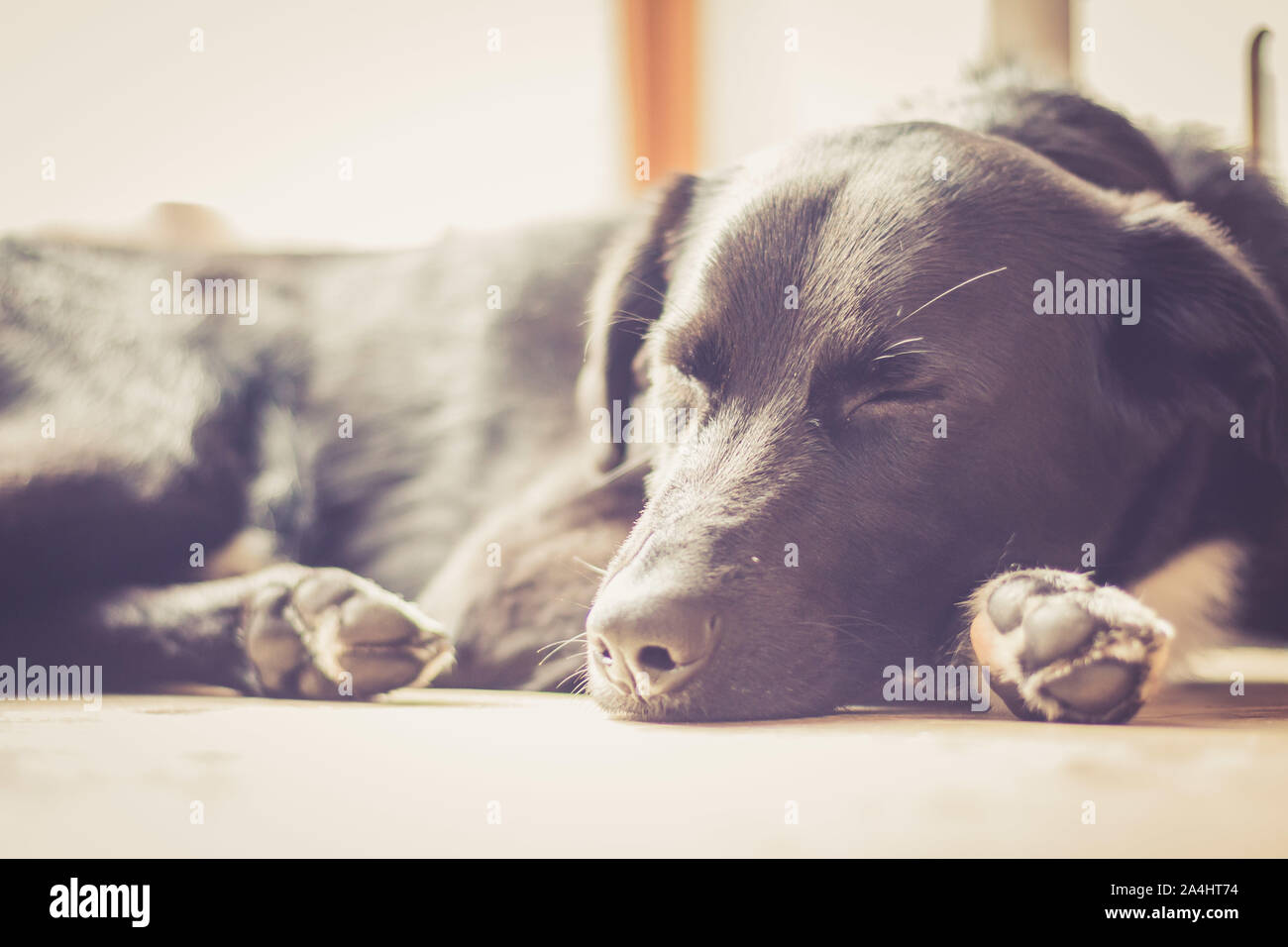 Cute black dog is lying on the floor and relaxing Stock Photo - Alamy