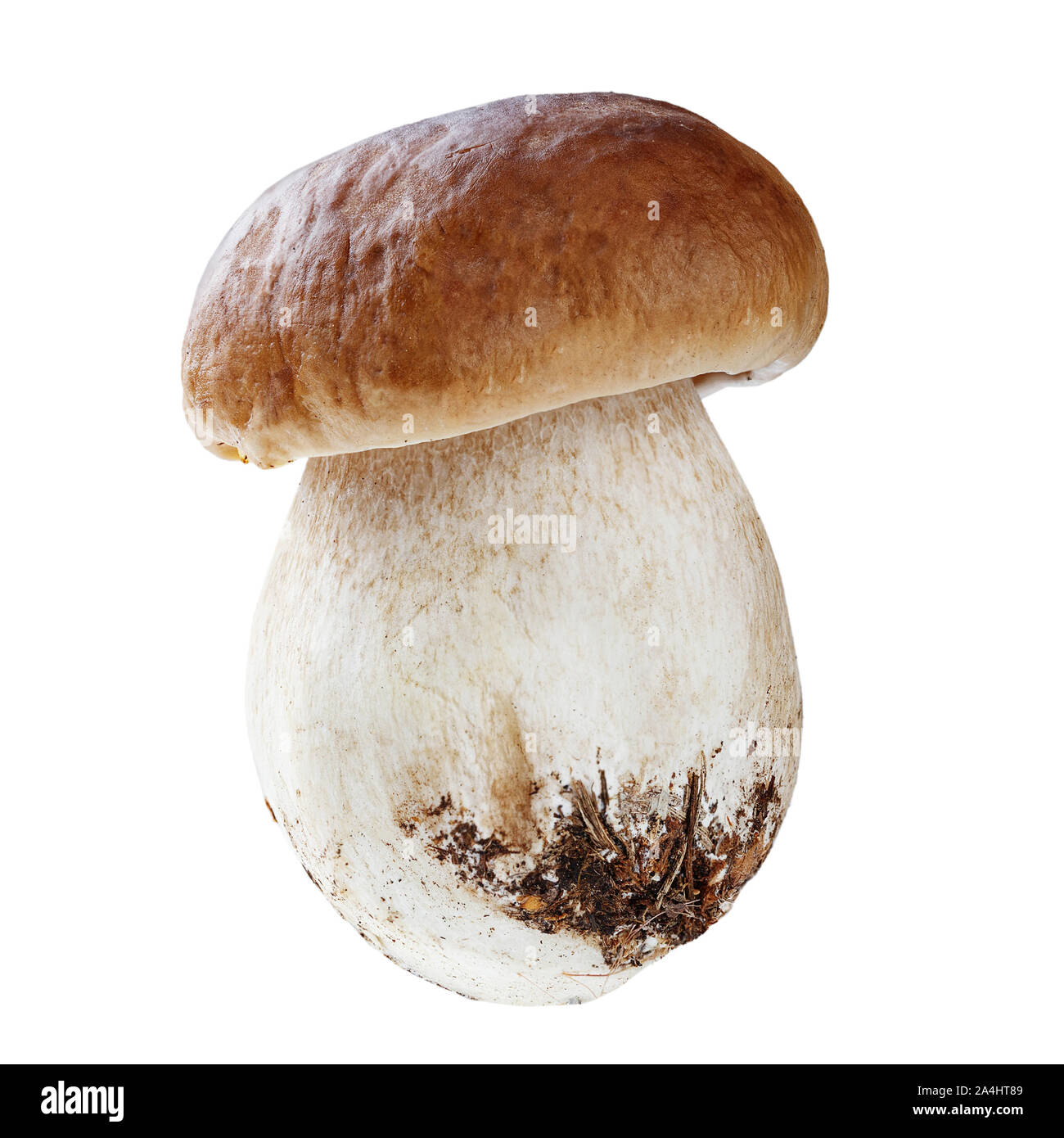 mushroom boletus isolated on white background. file contains clipping path Stock Photo