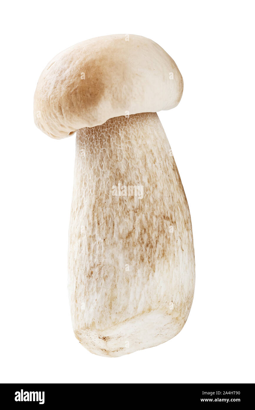 mushroom boletus isolated on white background. file contains clipping path Stock Photo