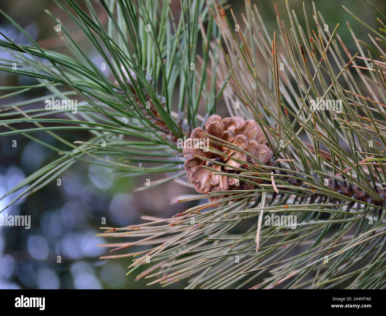 Pinus sylvestris cone hi-res stock photography and images - Alamy