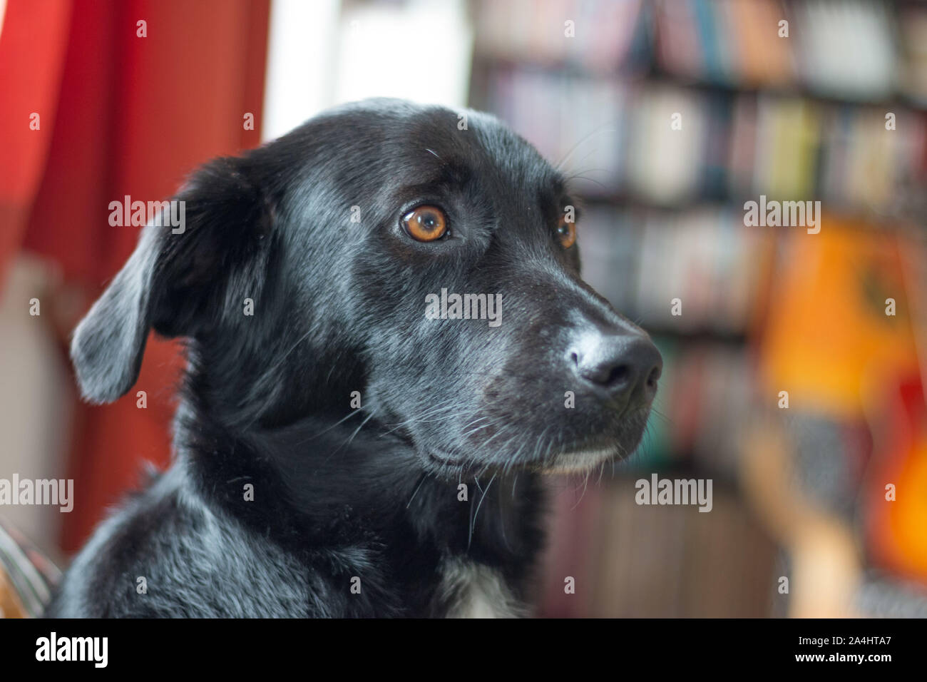 Cute black dog is lying on the floor and relaxing Stock Photo - Alamy