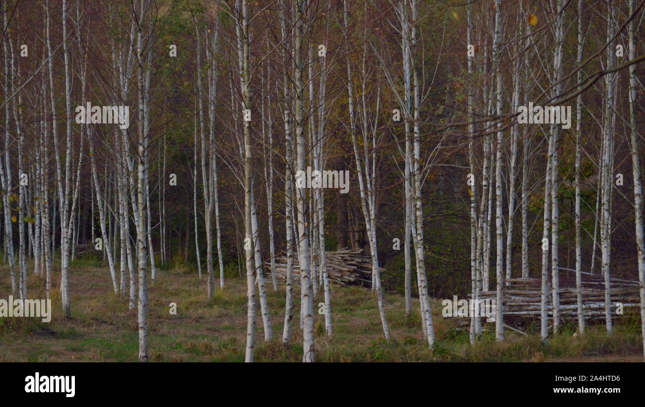 Silver Birch Forest Hi res Stock Photography And Images Alamy