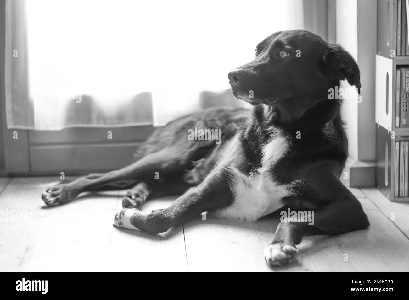 Cute black dog is lying on the floor and relaxing Stock Photo - Alamy