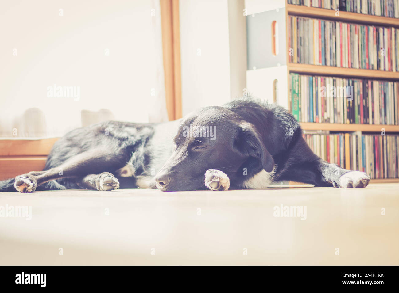Cute black dog is lying on the floor and relaxing Stock Photo - Alamy