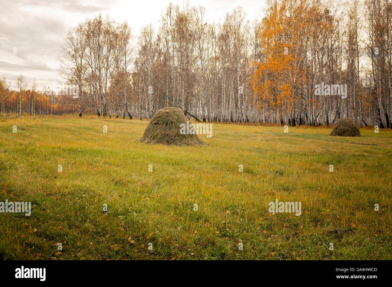 Rural landscape. Haystacks on a background autumn forest. Food for wild animals in winter. Wildlife Care Concept. Horizontal shot Stock Photo