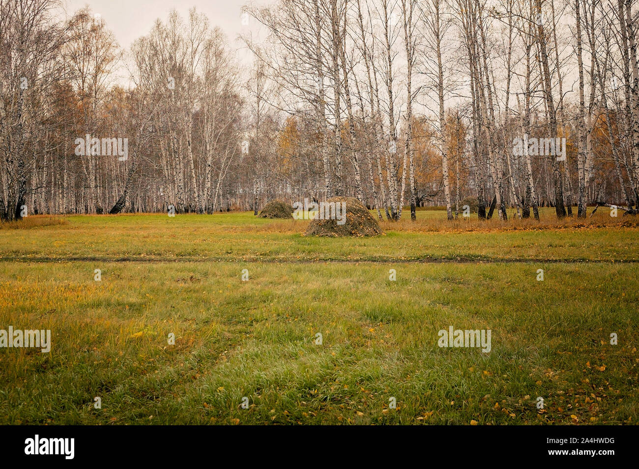 Rural landscape. Haystacks on a background autumn forest. Food for wild animals in winter. Wildlife Care Concept. Horizontal shot Stock Photo