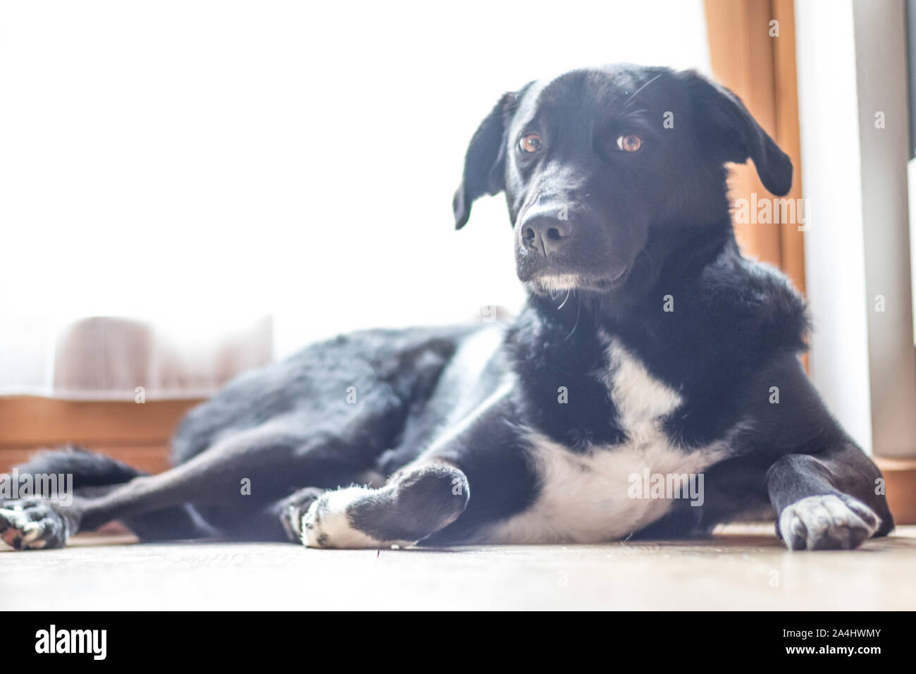 Cute black dog is lying on the floor and relaxing Stock Photo - Alamy