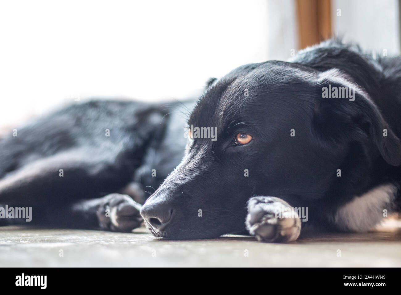 Cute black dog is lying on the floor and relaxing Stock Photo - Alamy