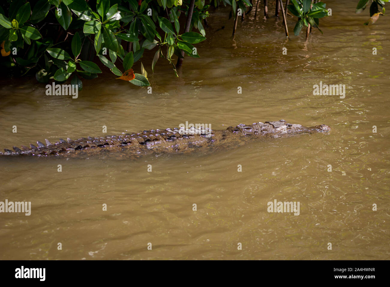 American Crocodile, crocodylus acutus, in swamp water in Black River, Jamaica Stock Photo