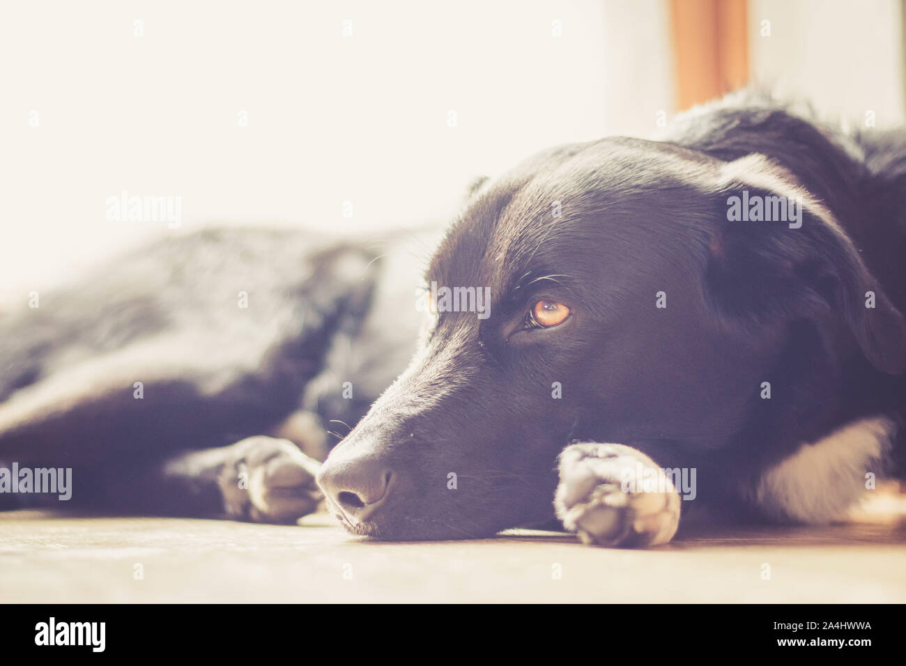 Cute black dog is lying on the floor and relaxing Stock Photo - Alamy
