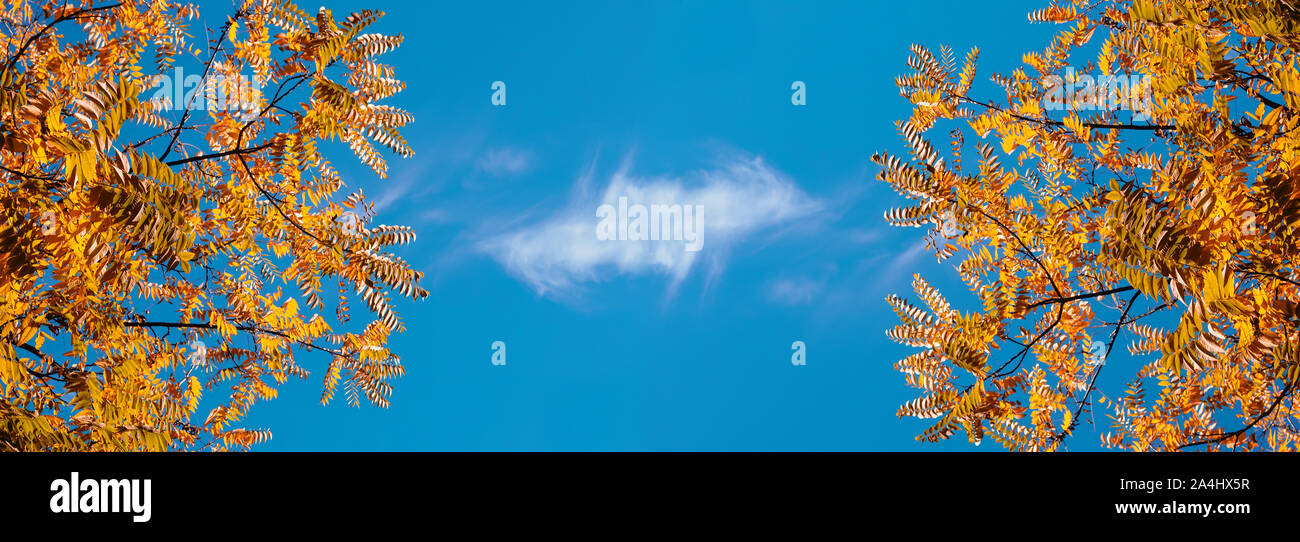 Colorful Autumn Branches On A Background Of Cool Blue Sky Concept Of Of Autumn Has Come Gold Openwork Modern Background Wallpaper Or Banner Design Stock Photo Alamy