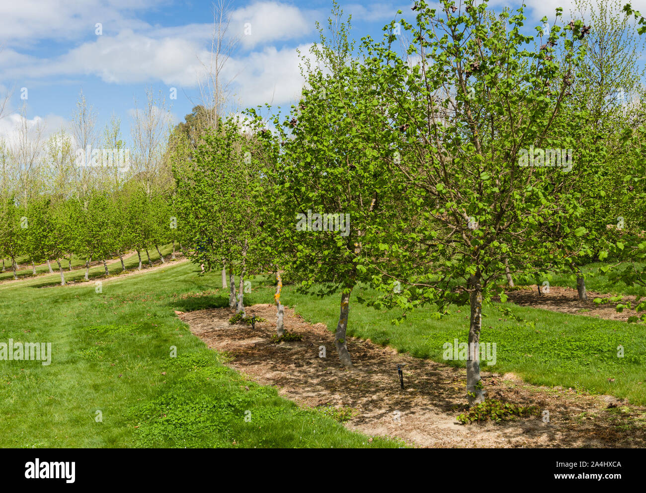 New zealand hazel hires stock photography and images Alamy