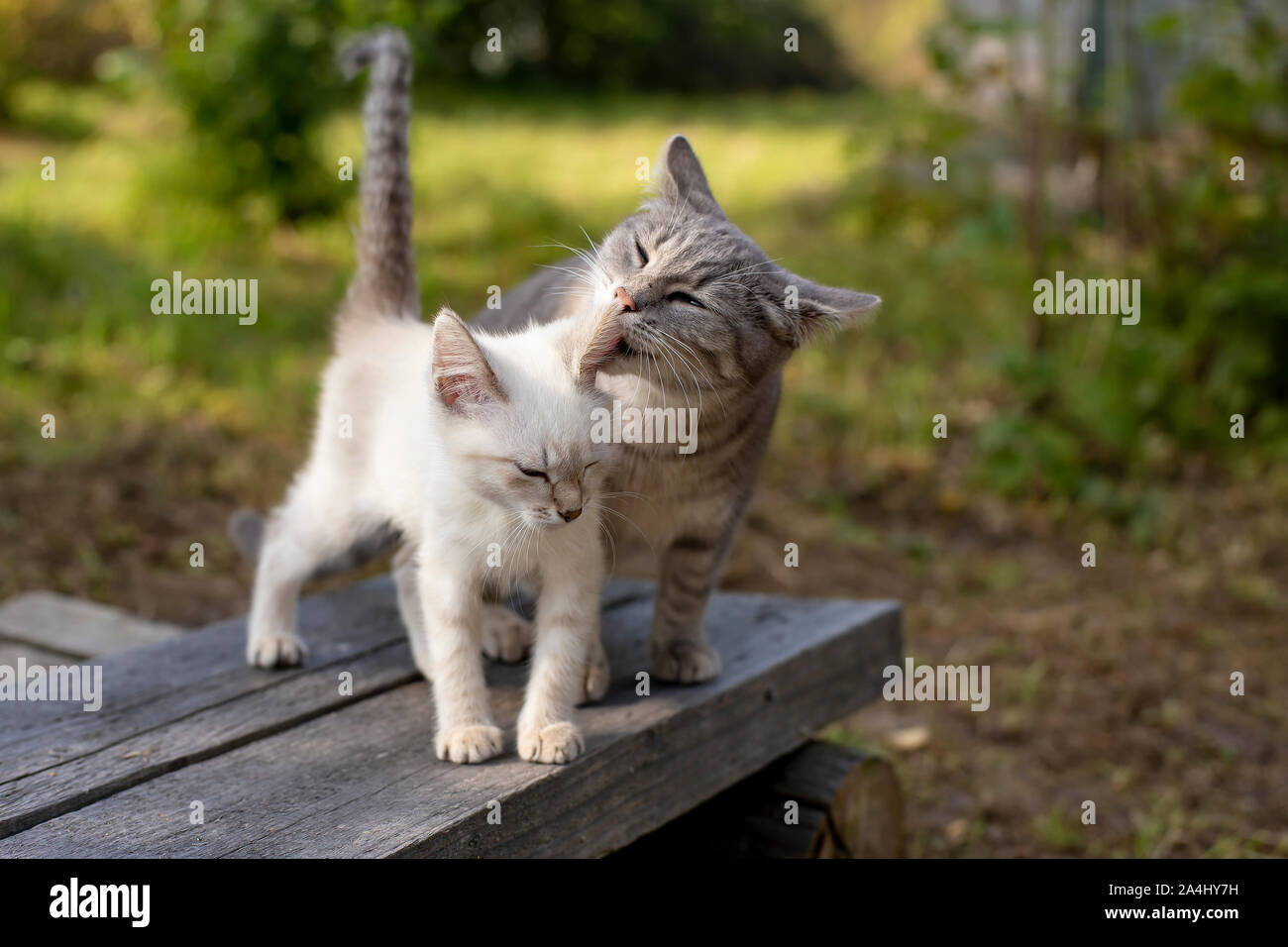 Caring mom cat licking a kitten, in the village, outdoors, on an autumn day. Stock Photo