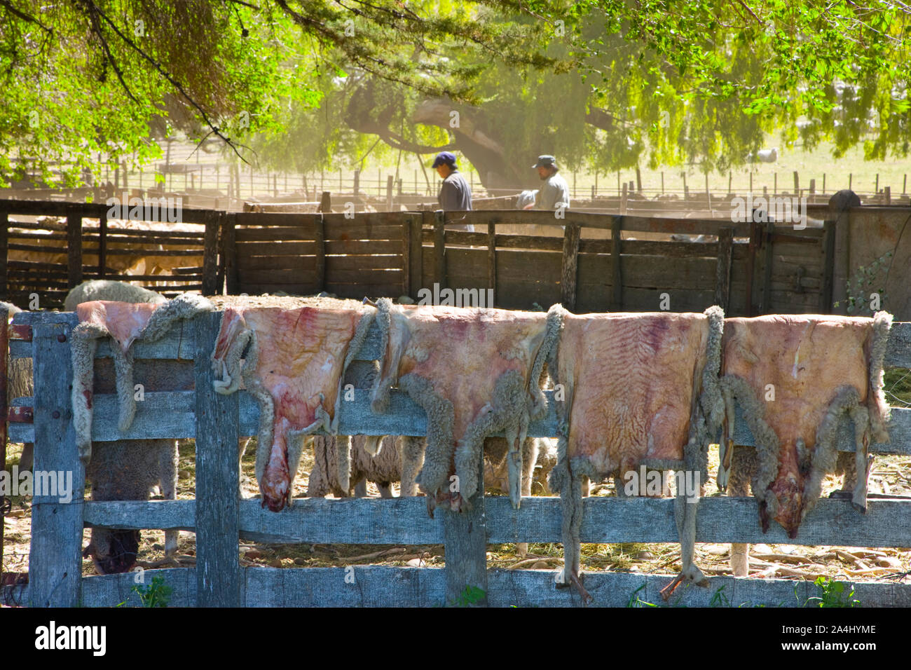 Estancia patagonica, Camarones,Patagonia, Argentina Stock Photo Alamy