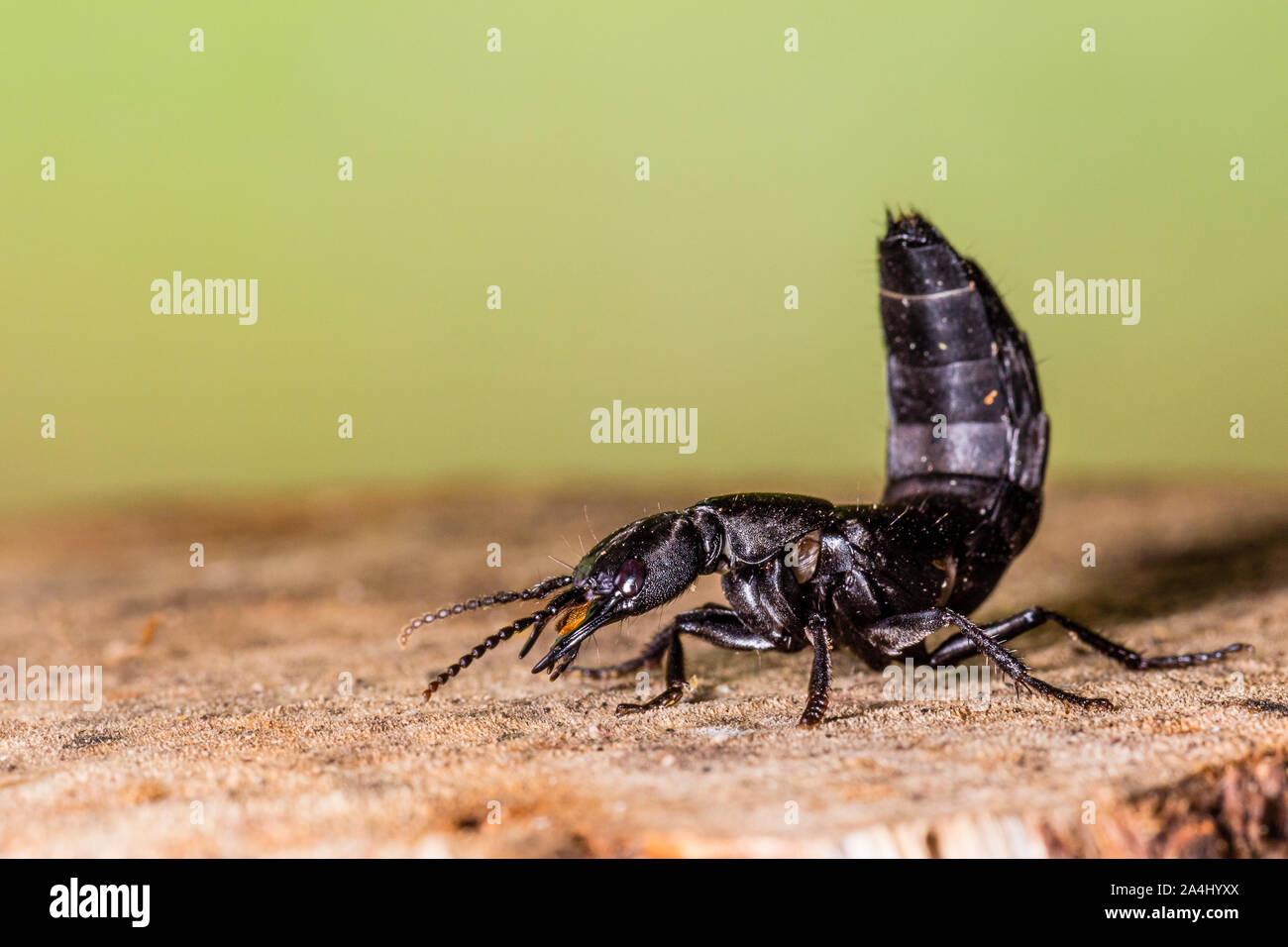 A Devil's coachhorse beetle Stock Photo Alamy