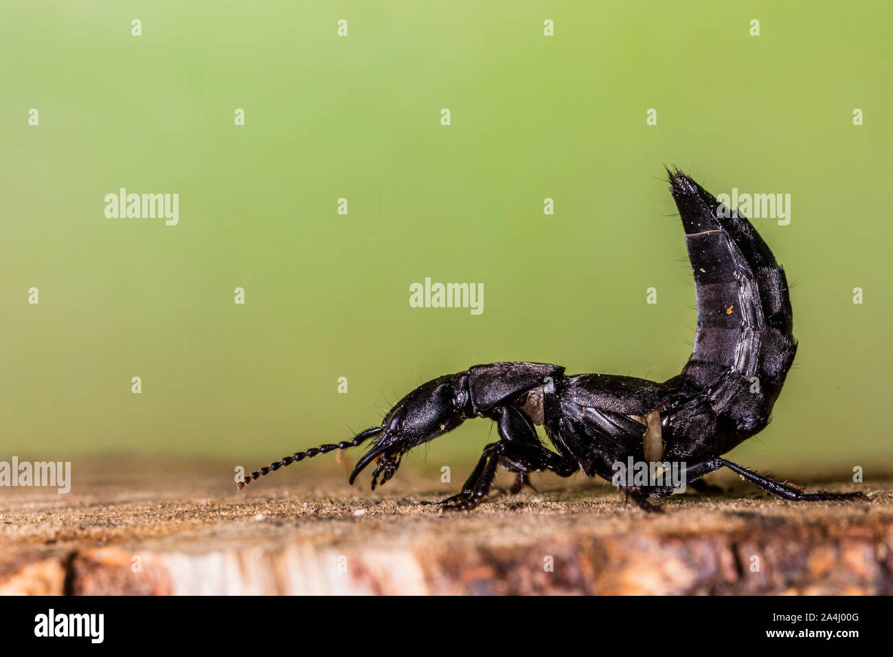 A Devil's coachhorse beetle Stock Photo Alamy