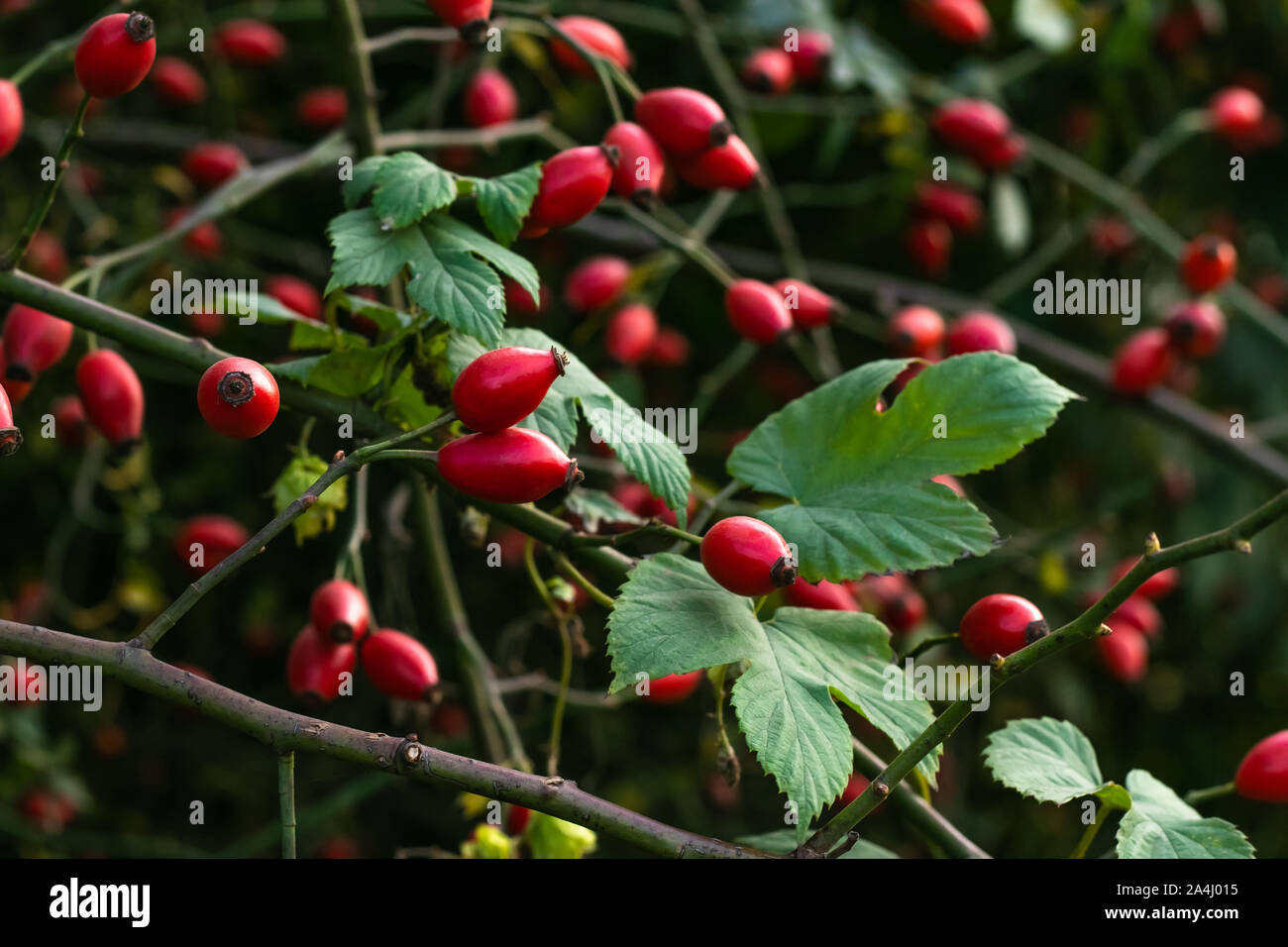 Rose hip bush hi-res stock photography and images - Alamy