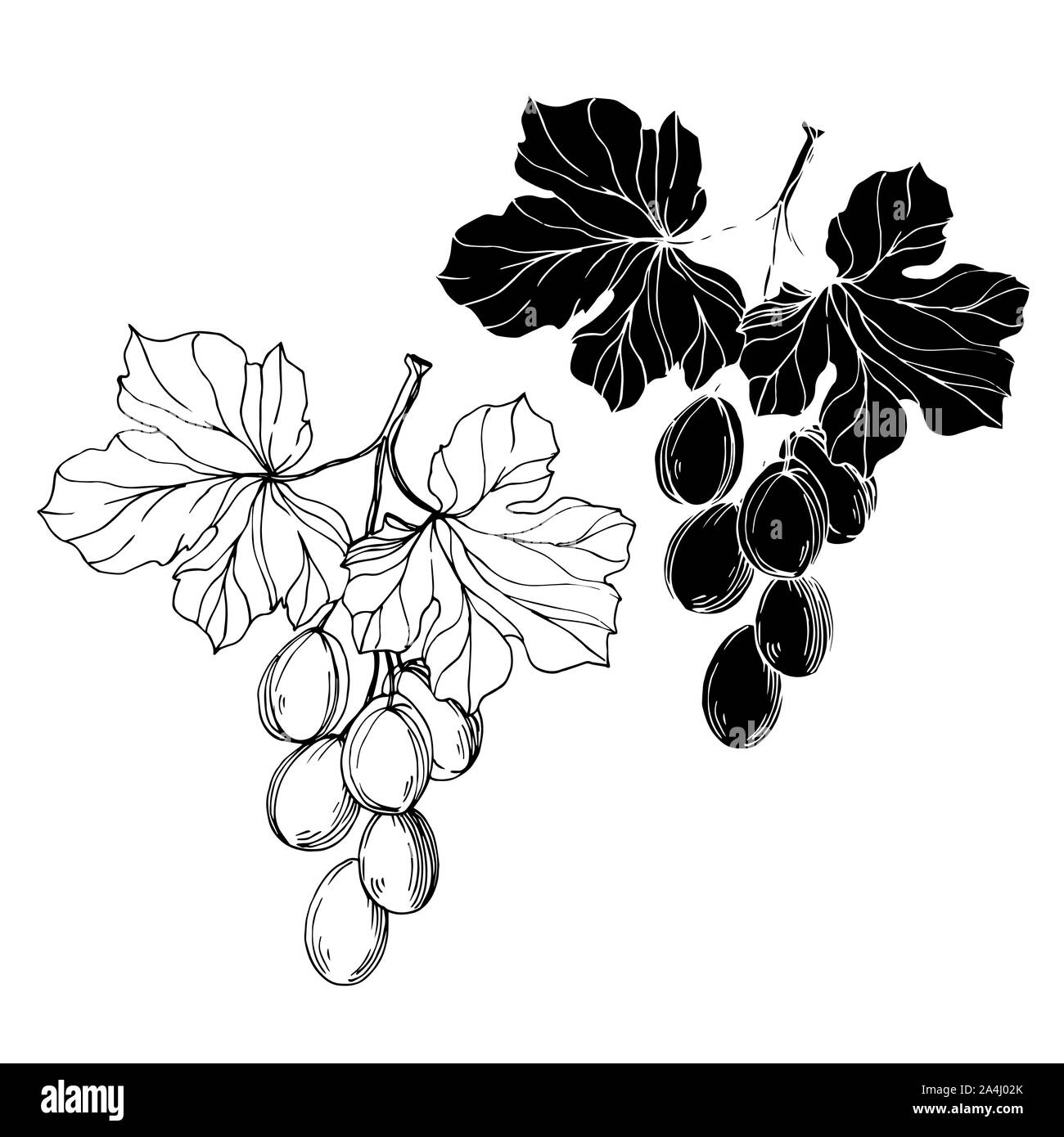 Grapevine with leaves illustration vector berries hand drawn vintage  drawing 28271503 Vector Art at Vecteezy