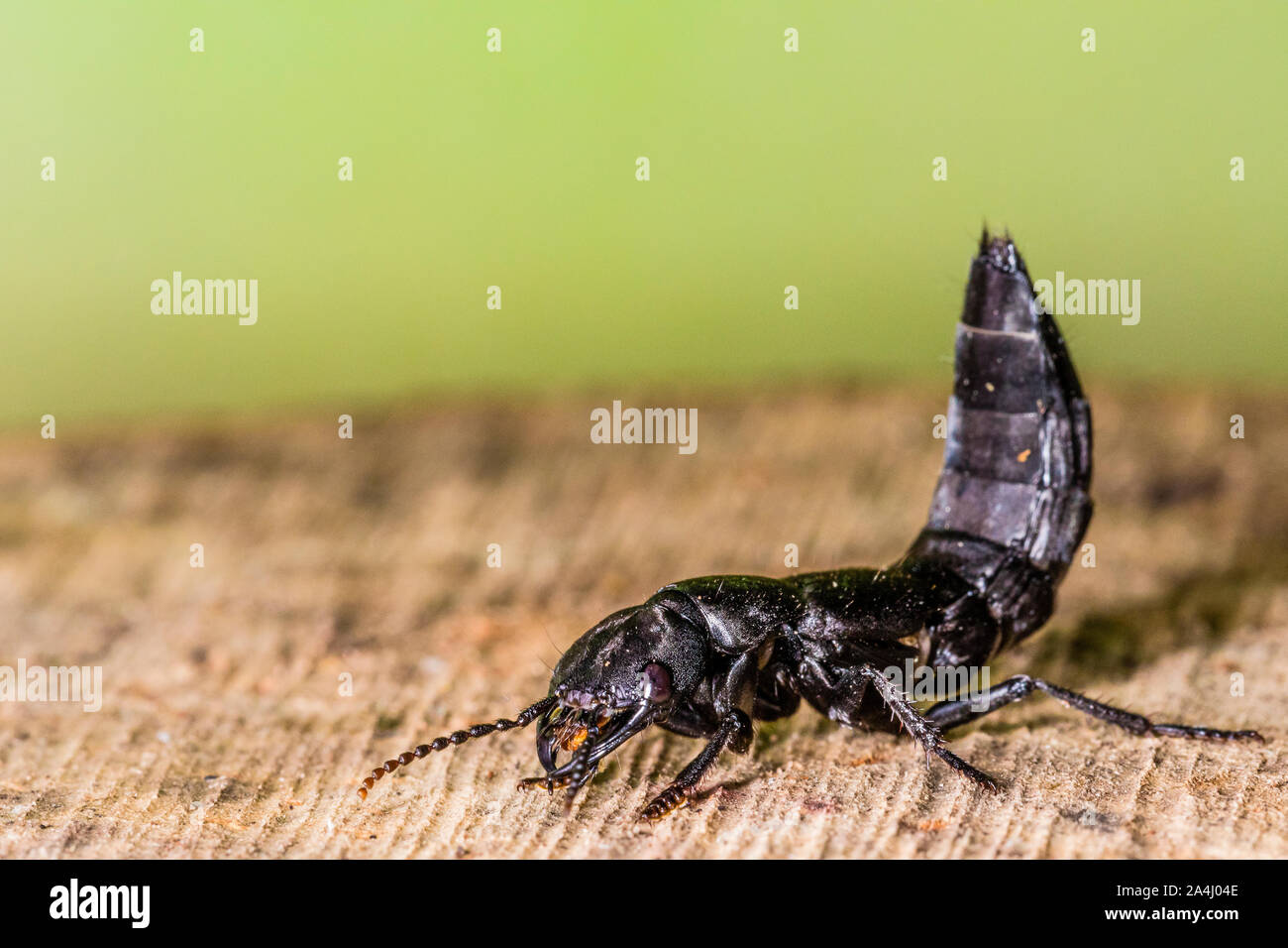A Devil's coachhorse beetle Stock Photo Alamy
