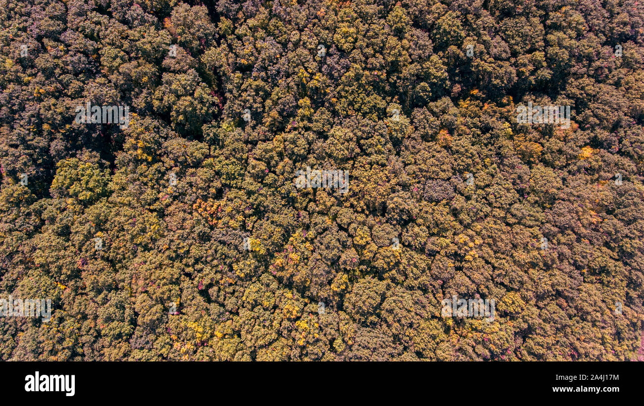 Overhead drone shot of a autumn forest canopy. The trees tightly bunched together resemble a head of broccoli from above. Stock Photo